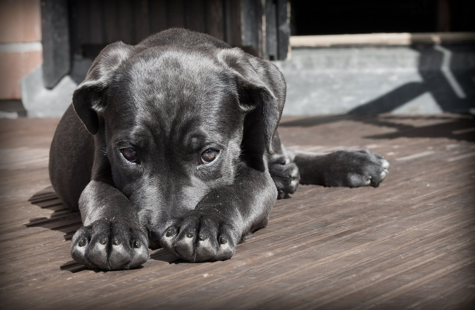 Why do dogs make themselves throw up cheap